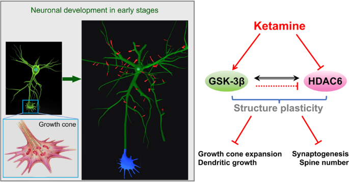 Brain neuron connections with ketamine therapy